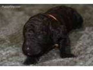 Mutt Puppy for sale in Deatsville, AL, USA