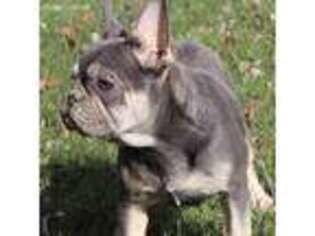 French Bulldog Puppy for sale in Owings Mills, MD, USA