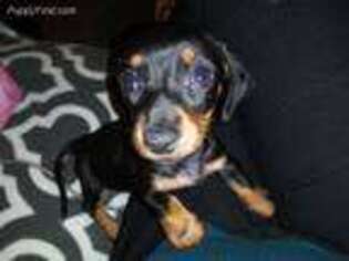 Dachshund Puppy for sale in Bakersfield, CA, USA