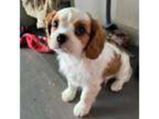 Cavalier King Charles Spaniel Puppy for sale in Smithfield, UT, USA