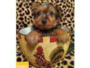 Yorkshire Terrier Puppy for sale in Delta Junction, AK, USA