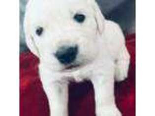 Mutt Puppy for sale in Trenton, MI, USA