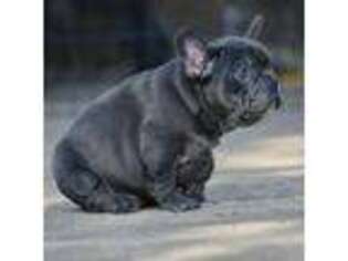 French Bulldog Puppy for sale in Wichita, KS, USA