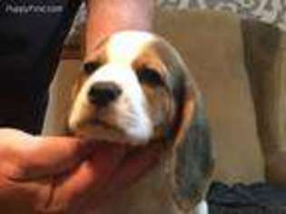 Beagle Puppy for sale in Rock Falls, IL, USA