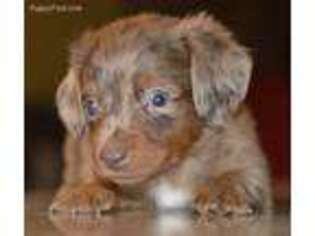 Dachshund Puppy for sale in Anderson, MO, USA