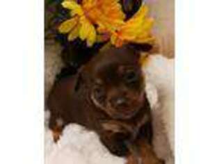 Chihuahua Puppy for sale in Gilbert, AZ, USA