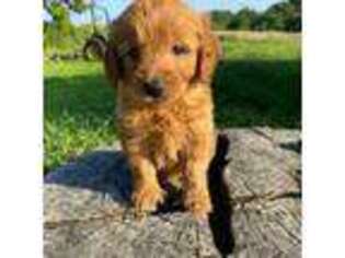Goldendoodle Puppy for sale in Trenton, MO, USA