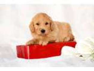 Goldendoodle Puppy for sale in Lyons, IN, USA