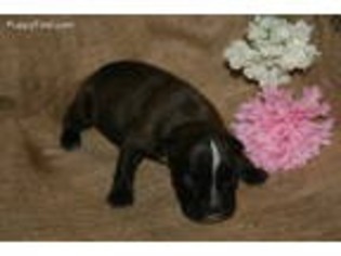 Boxer Puppy for sale in Huntsville, TX, USA