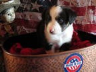Miniature Australian Shepherd Puppy for sale in Cannon Falls, MN, USA