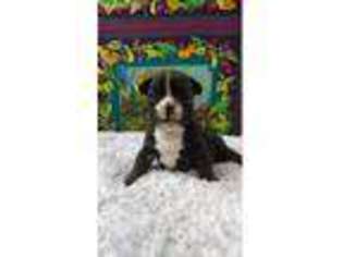 French Bulldog Puppy for sale in Pleasanton, TX, USA