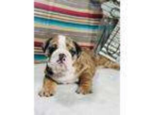 Bulldog Puppy for sale in Moulton, IA, USA