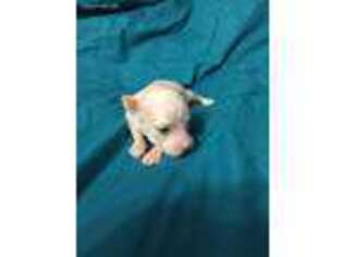 Chinese Crested Puppy for sale in Rutherfordton, NC, USA