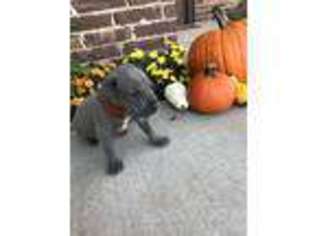 Great Dane Puppy for sale in Perry, OK, USA