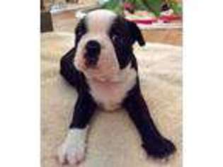 Boston Terrier Puppy for sale in Gray, GA, USA