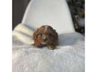 Cavapoo Puppy for sale in Louisville, KY, USA