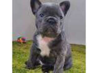 French Bulldog Puppy for sale in Bethesda, MD, USA