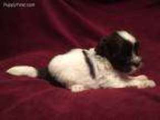 Havanese Puppy for sale in Stuart, NE, USA
