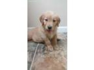 Golden Retriever Puppy for sale in Englewood, TN, USA