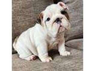 Bulldog Puppy for sale in Canton, OH, USA