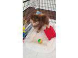 Pomeranian Puppy for sale in Calhoun, GA, USA