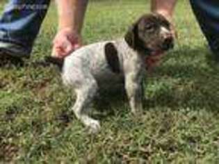 German Shorthaired Pointer Puppy for sale in Seneca, SC, USA