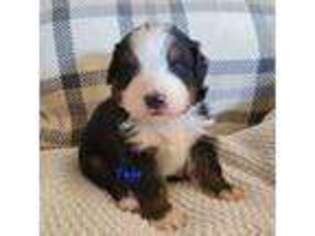 Bernese Mountain Dog Puppy for sale in Strasburg, CO, USA