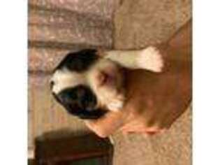 Cavalier King Charles Spaniel Puppy for sale in Decatur, IL, USA