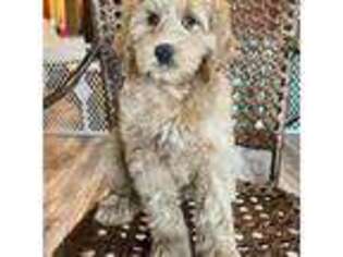 Mutt Puppy for sale in Kendall, NY, USA