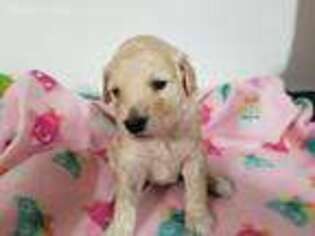 Goldendoodle Puppy for sale in Huntington, IN, USA