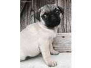 Pug Puppy for sale in Harriman, TN, USA