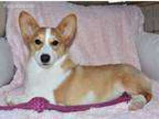 Pembroke Welsh Corgi Puppy for sale in Shipshewana, IN, USA