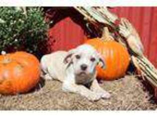 Cane Corso Puppy for sale in Lawton, OK, USA