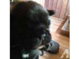 French Bulldog Puppy for sale in COPPEROPOLIS, CA, USA