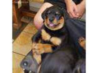 Rottweiler Puppy for sale in Pflugerville, TX, USA
