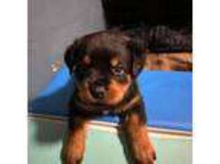 Rottweiler Puppy for sale in Crivitz, WI, USA