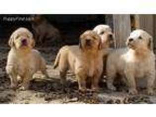 Golden Retriever Puppy for sale in Rockwall, TX, USA