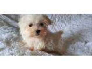 Maltese Puppy for sale in Douglas, GA, USA