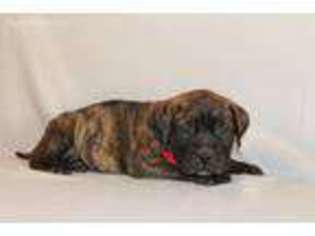 Bullmastiff Puppy for sale in Roy, UT, USA