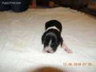 English Springer Spaniel Puppy for sale in Arvada, CO, USA