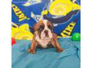 Bulldog Puppy for sale in Matawan, NJ, USA