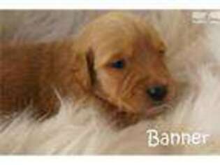 Golden Retriever Puppy for sale in Fort Worth, TX, USA