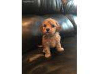Cavapoo Puppy for sale in Albany, IN, USA