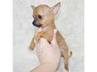 Chihuahua Puppy for sale in Wilmore, KY, USA
