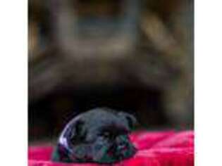 French Bulldog Puppy for sale in Muldrow, OK, USA