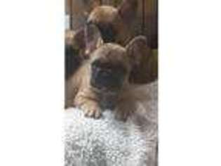 French Bulldog Puppy for sale in Cockett, West Glamorgan (Wales), United Kingdom