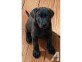 Labrador Retriever Puppy for sale in GARDNERVILLE, NV, USA