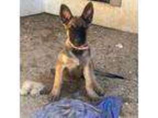 Belgian Malinois Puppy for sale in Warner Springs, CA, USA