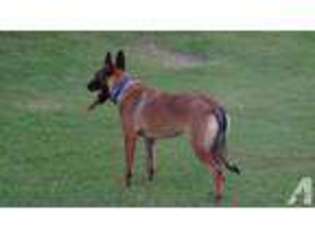 Belgian Malinois Puppy for sale in TOLLESON, AZ, USA