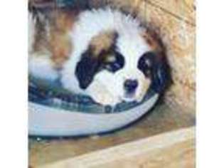 Saint Bernard Puppy for sale in Prosser, WA, USA